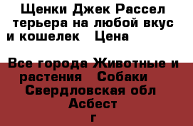 Щенки Джек Рассел терьера на любой вкус и кошелек › Цена ­ 13 000 - Все города Животные и растения » Собаки   . Свердловская обл.,Асбест г.